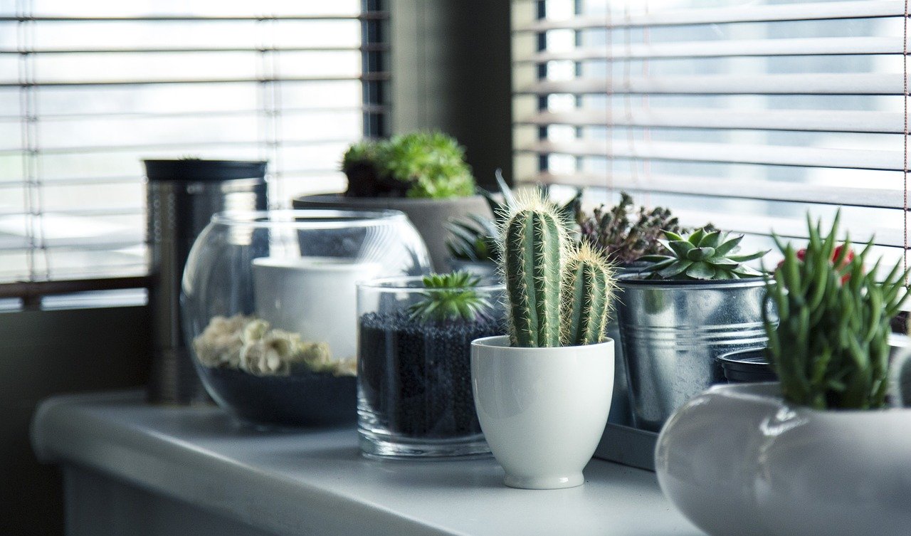 Las plantas mejoran la habitabilidad y humanizan tu casa!